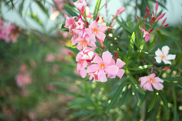 Beautiful pink oleander flowers on blur green leaves background