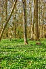 Beautiful, natural view of large bare trees in a green forest landscape outside in winter. Outdoor park view of grass, white flowers, plant and tree life in nature. Relaxed day in the outdoors.