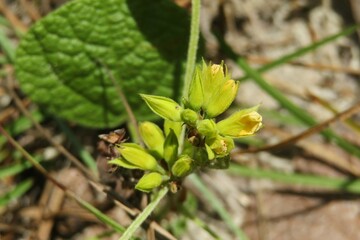 Yellow wildflowers in Florida forest, closeup 