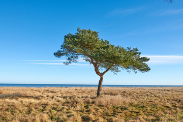 Obraz premium Trees, plants and grass on a field or meadow in the countryside in summer. Landscape, copyspace and beautiful view of a piece of land in a natural environment against a clear blue sky