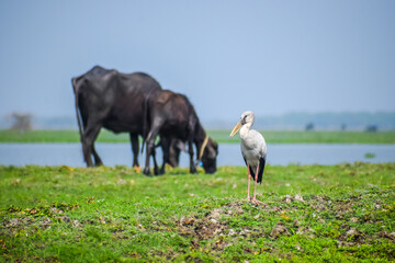 Obraz na płótnie Canvas Asian openbill or openbill stork resting near the lake. Large wading bird.