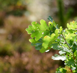 Colorful green leaves from a tree or bush growing in a garden with copy space. Closeup of english oak plants with tiny bug pest holes and spiderwebs in ecosystem, habitat and biodiversity of nature