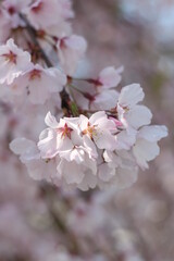 Obraz premium Close up of cute sakura (cherry blossom) wallpaper background, Japan