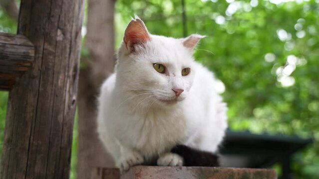 White cat lying on the eaves sleeping and resting in the countryside