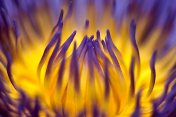 Beautiful Background of Purple lotus flower.