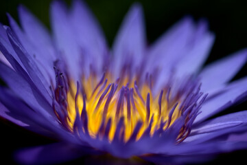 Beautiful Background of Purple lotus flower.