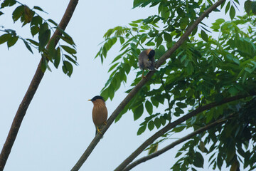 Brahminy starlings