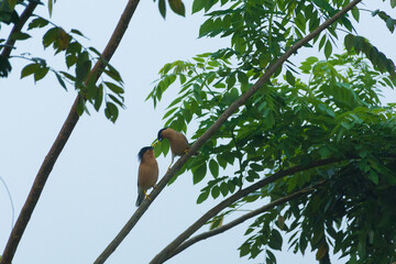 Brahminy starlings