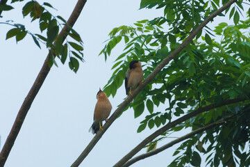 Brahminy starlings