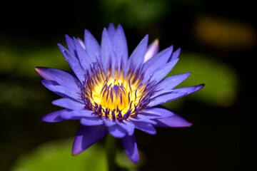 Beautiful Background of Purple lotus flower.