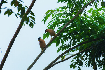 Brahminy starlings