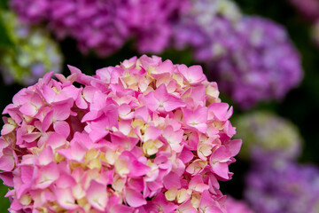 Beautiful hydrangea flowers blooming in the garden; vibrant clusters of pink and purple flowers
