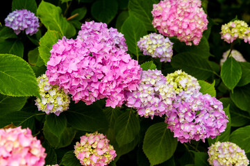 Beautiful hydrangea flowers blooming in the garden; vibrant clusters of pink and purple flowers