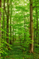 Fototapeta na wymiar Beautiful, large and green trees in a forest landscape on a summer day outside in nature. Outdoor leafy view of tall grass and plants. Natural, peaceful and relaxing outdoors with growing plant life.