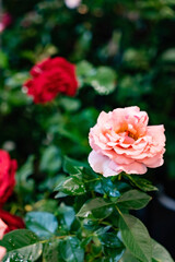beauty roses in the garden