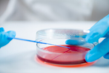 Blood agar inoculation. Microbiologist working in a biomedical research laboratory, using...