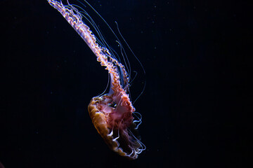 宇宙を漂う惑星のような、美しきクラゲ