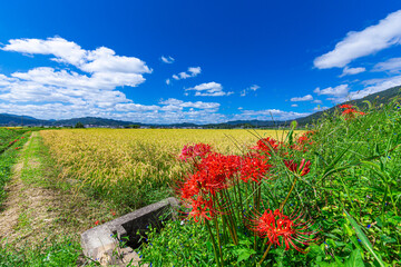 真っ赤に燃える、満開の彼岸花