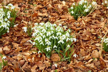 Beautiful flowers blooming in a garden or forest on an Autumn or late Spring day. A natural bush of white Snowdrop plants growing in nature surrounded by leaves. A wild floral landscape outside