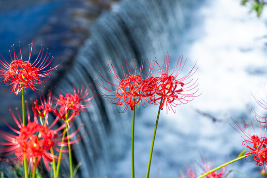 摩訶不思議photos Images Assets Adobe Stock