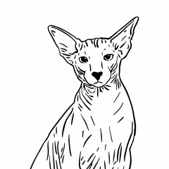 Black and white peter bald cat face cartoon