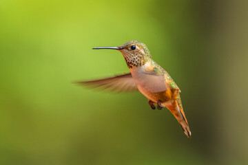 Fototapeta na wymiar A female Rufous hummingbird (Selasphorus rufus) hovering in mid-air