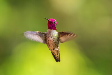 A male Anna's Hummingbird (Calypte anna) hovering in mid-air. - obrazy, fototapety, plakaty