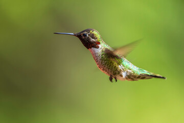 Fototapeta na wymiar A male Anna's Hummingbird (Calypte anna) hovering in mid-air.