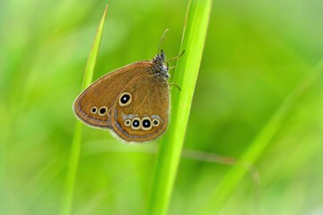 Fototapeta premium 夏の草原で見られる希少なチョウ、ヒメヒカゲ