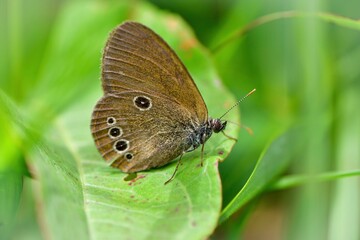Obraz premium 夏の草原で見られる希少なチョウ、ヒメヒカゲ