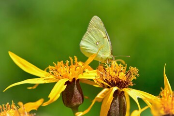 春から秋に身近な公園や草原で見られる黄色の美しいモンキチョウ