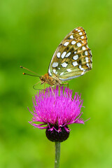 初夏から夏に軽井沢や八ヶ岳の高原で見られるオレンジ色の美しいチョウギンボシヒョウモン