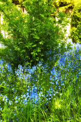 Flowers, grass and trees growing in a yard, garden or in a nature park during summer. Landscape,...