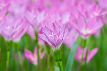 Fototapeta premium Cute pink small romantic flowers with blur green background macro