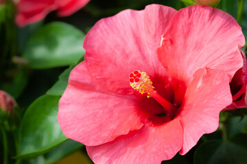 Big blooming red pink tropical flower romantic bud with blur green background macro
