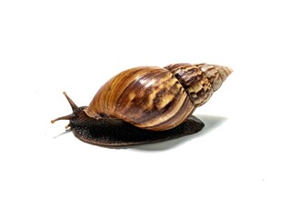 African snail crawling on a white background