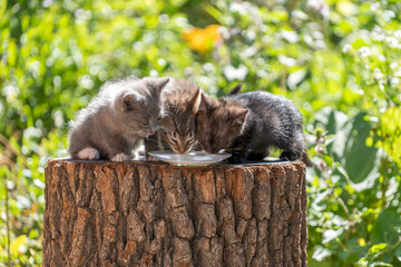 Gray little kittens eats milk food from a glass plate on a summer day near the garden