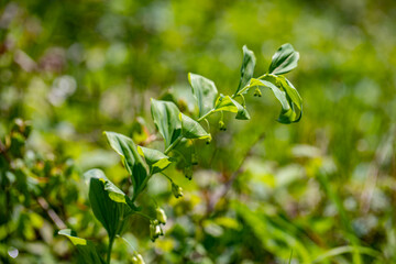 Obraz premium Polygonatum multiflorum flower growing in meadow, close up