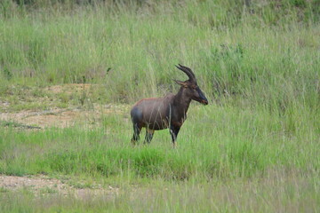 Serengeti antelope and gazelle wildlife