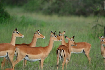 Serengeti antelope and gazelle wildlife