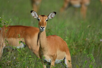 Naklejka na ściany i meble Serengeti antelope and gazelle wildlife