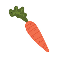 fresh carrot vegetable