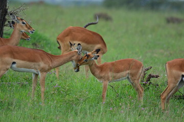 Naklejka na ściany i meble Serengeti antelope and gazelle wildlife