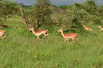 Foto op Plexiglas Serengeti antelope and gazelle wildlife © Steve