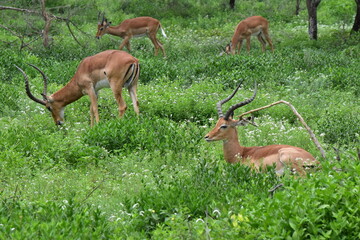 Serengeti antelope and gazelle wildlife