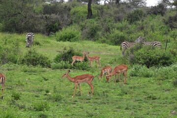 Serengeti antelope and gazelle wildlife © Steve