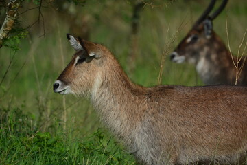 Serengeti antelope and gazelle wildlife