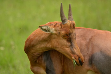 Serengeti antelope and gazelle wildlife