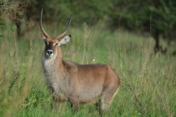 Naklejka premium Serengeti antelope and gazelle wildlife
