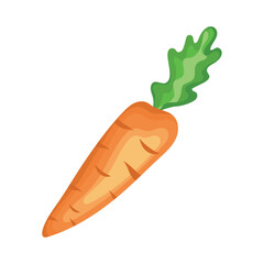 carrot fresh vegetable food